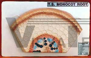 T.S. of Monocot Root